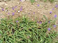 Muscari a toupet, Poireau roux, Ail a toupet, Muscari comosum (fam Liliacees) (Europe centrale et meridionale) (1) (Photo F. Mrugala)